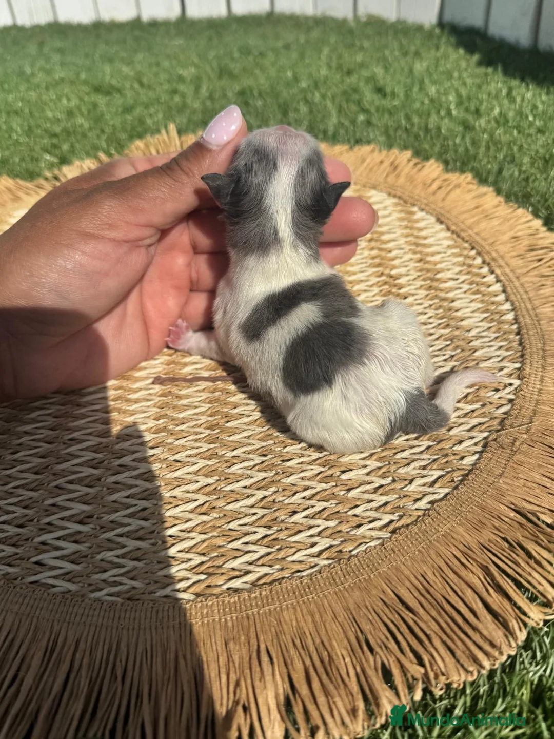 Pomerania perros en venta: POMERANIA 💙 - Anuncio 2