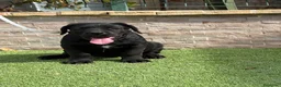 Cane Corso perros en venta: Cachorra cane corso  - Anuncio 3