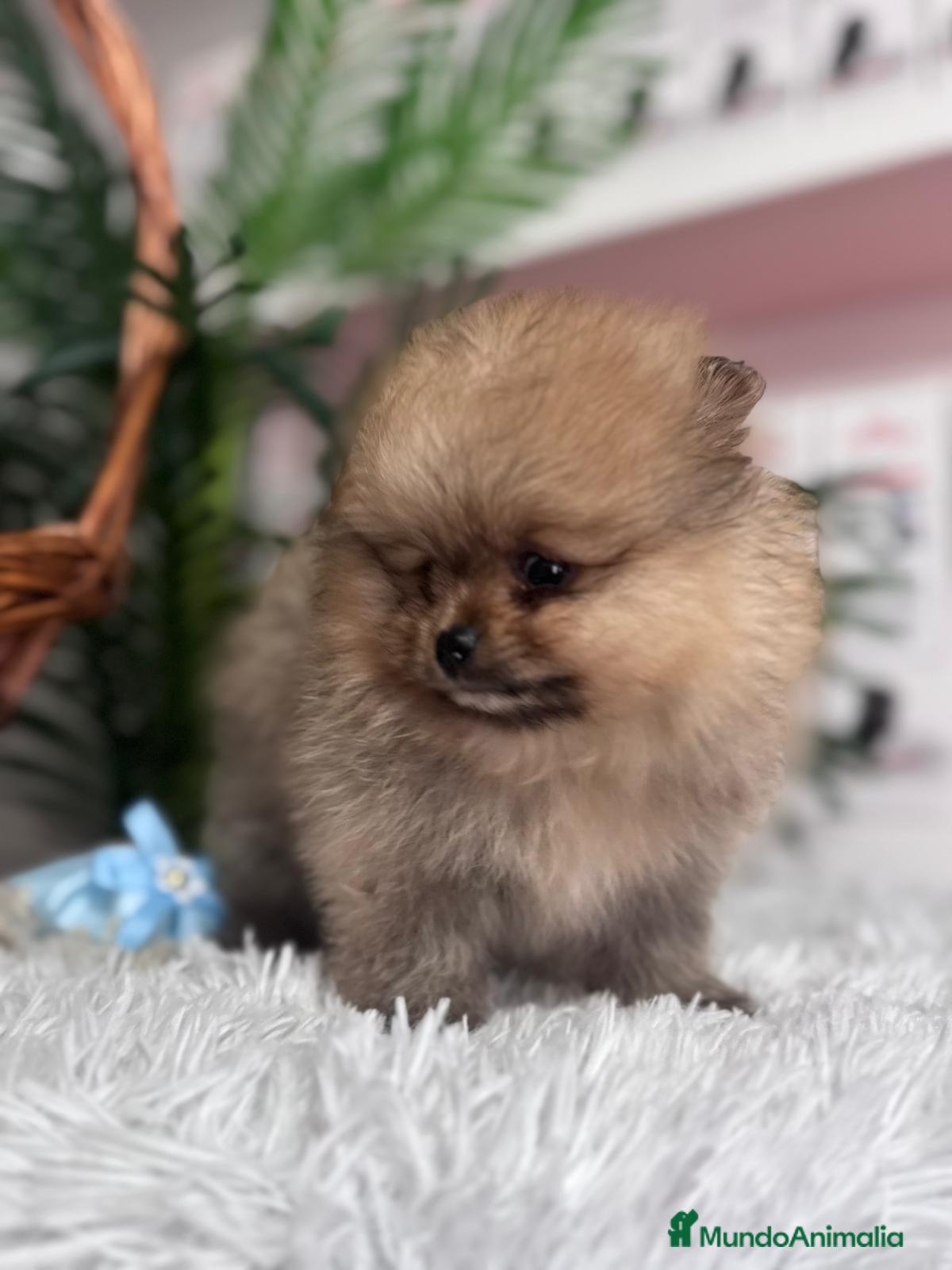 Pomerania perros POMERANIA CARITA DE OSITO - Anuncio 1