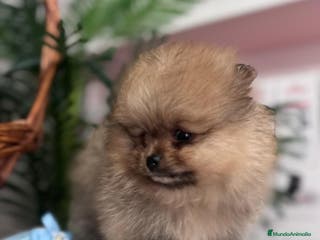 Pomerania perros POMERANIA CARITA DE OSITO - Anuncio 1