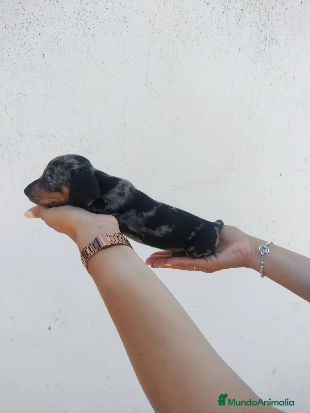 Teckel Miniatura perros en venta: Teckel miniaturas de calidad - Anuncio 2