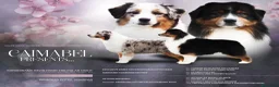 Pastor Australiano perros en venta: Excelente camada de Pastor Australiano  - Anuncio 1