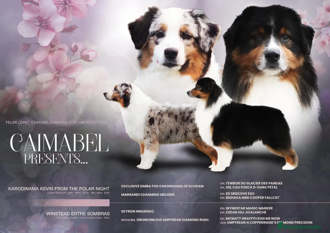 Pastor Australiano perros en venta: Excelente camada de Pastor Australiano  - Anuncio 1