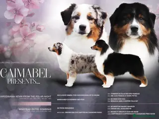 Pastor Australiano perros Excelente camada de Pastor Australiano - Anuncio 1