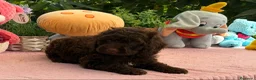 Perro de Agua Español perros en venta: Excelente camada de perro de aguas chocolate  - Anuncio 1