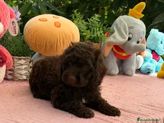Perro de Agua Español perros Excelente camada de perro de aguas chocolate - Anuncio 2