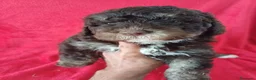 Perro de Agua Español perros en venta: Perro de Agua Español  - Anuncio 1