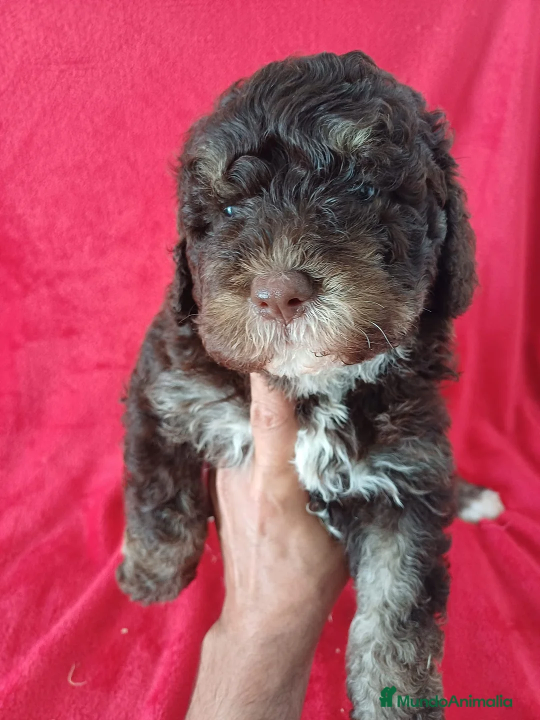 Perro de Agua Español perros en venta: Perro de Agua Español  - Anuncio 1