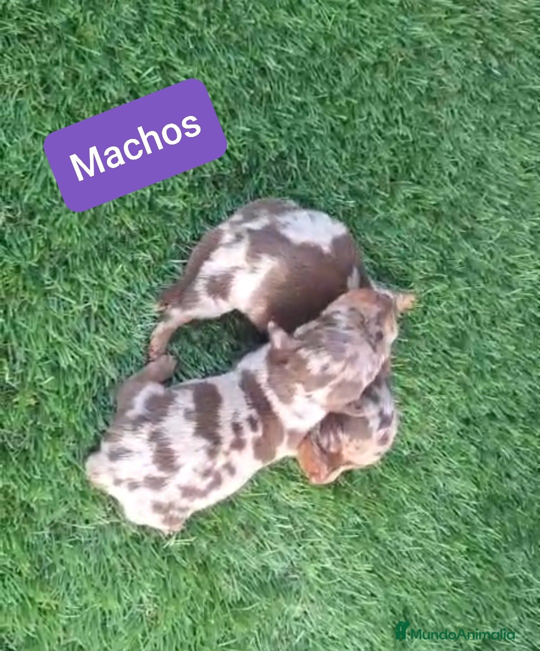 Teckel perros Teckel Mini kanichen - Anuncio 16