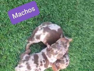 Teckel perros Teckel Mini kanichen - Anuncio 16