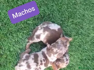 Teckel perros Teckel Mini kanichen - Anuncio 3