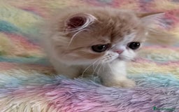 Exótico de Pelo Largo gatos en venta: Gatita  - Imagen 5