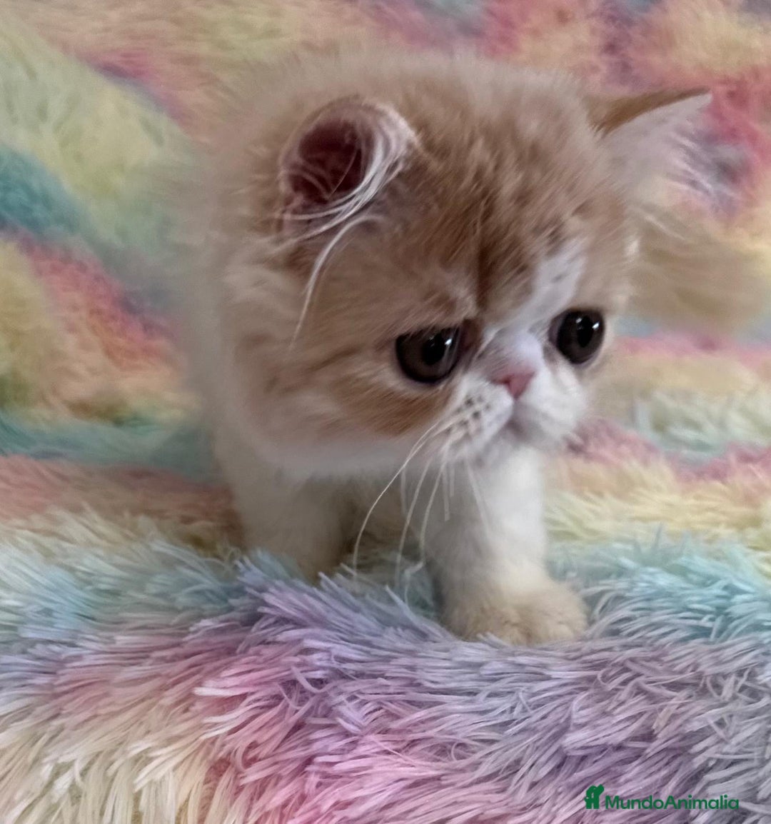 Exótico de Pelo Largo gatos en venta: Gatita  - Imagen 5