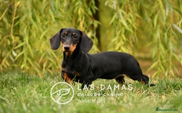 Teckel perros en venta: NO SON “PERROS SALCHICHA”. SON GUERREROS - Imagen 4