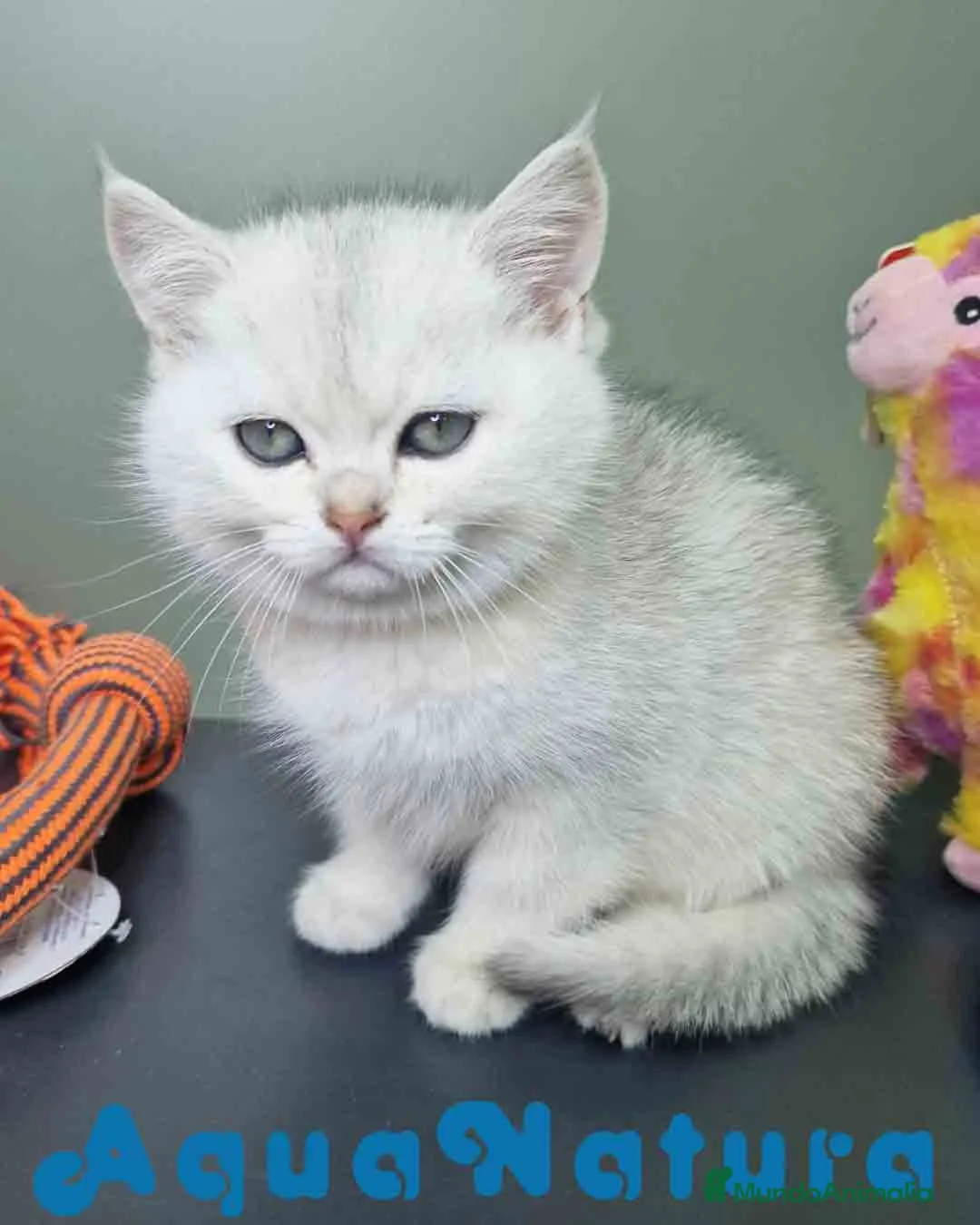 Británico de Pelo Corto gatos en venta: British Macho 7794 AQUANATURA - Anuncio 11