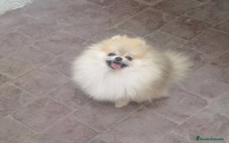 Pomerania perros en venta: Lulú pomerania  cara de osito - Imagen 5