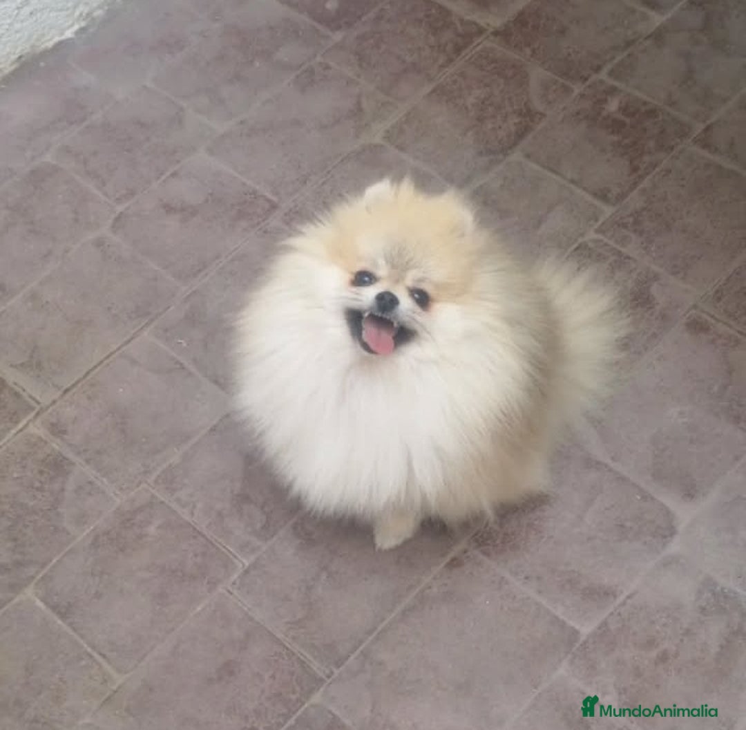Pomerania perros en venta: Lulú pomerania  cara de osito - Imagen 5