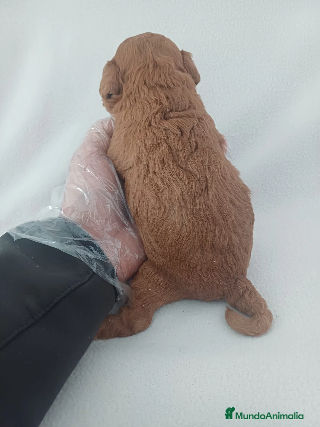 Caniche Enano perros en venta: Caniche Mini  - Anuncio 3