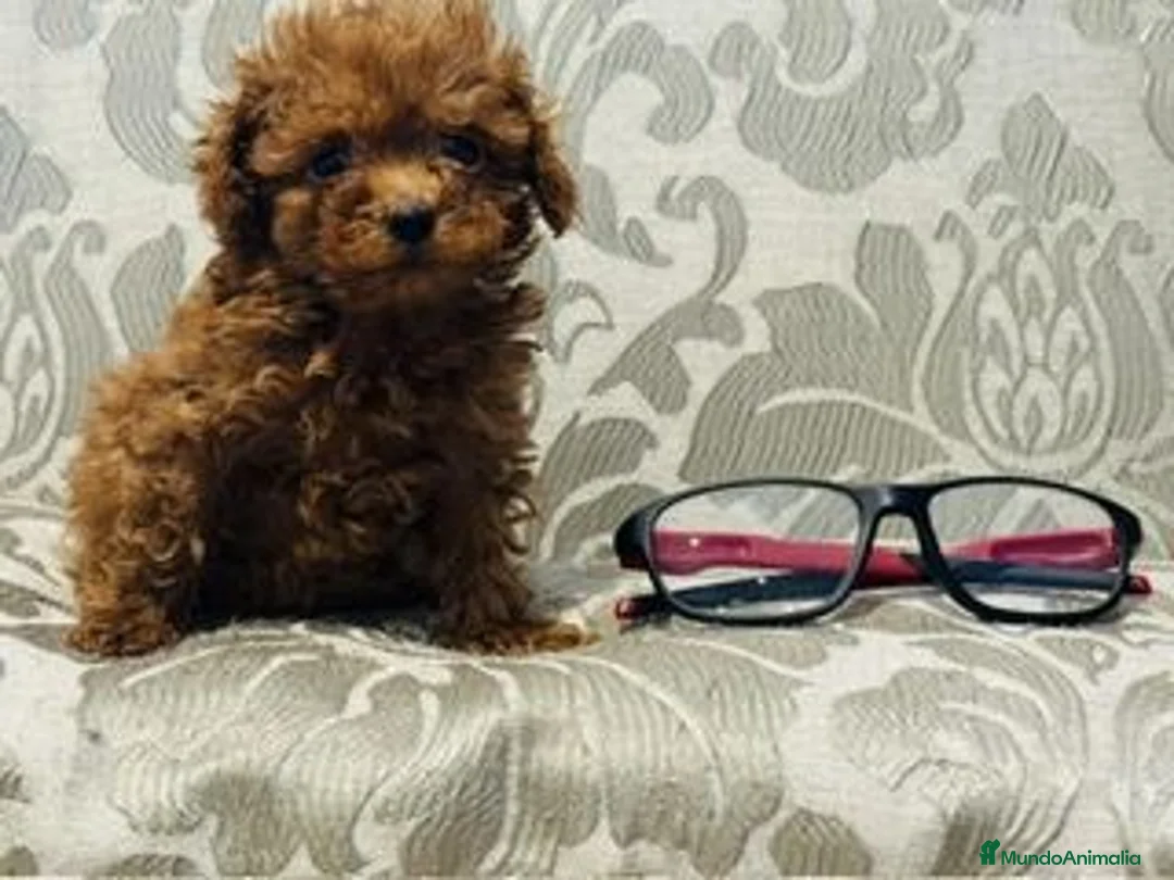 Caniche Toy perros en venta: caniche rojo tacita de té - Anuncio 1
