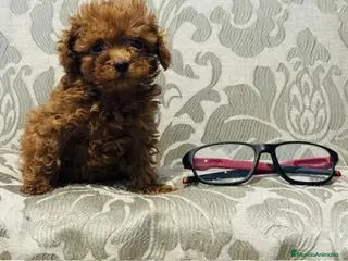 Caniche Toy perros caniche rojo tacita de té - Anuncio 22