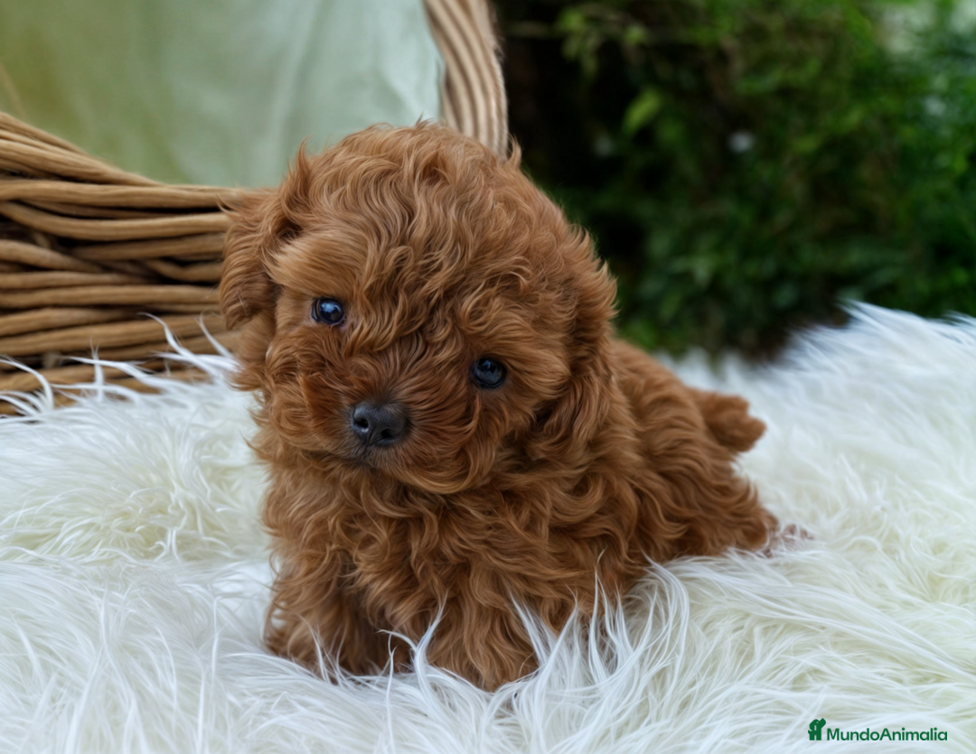Caniche Enano perros en venta: 🐩Caniche Enano – elegantes, limpios y cariñosos ✨ - Imagen 1