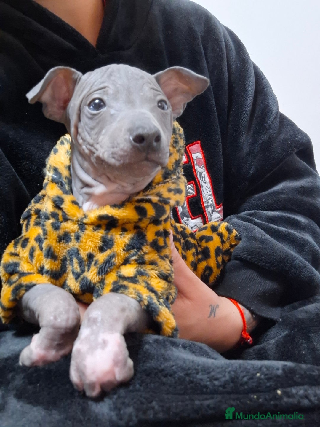 Perro Sin Pelo de Perú perros en venta: American hairles terrier  - Anuncio 3