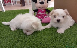 Bichón Maltés perros en venta: PRECIOSOS EJEMPLARES TOY - Imagen 2