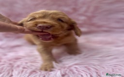Cocker Spaniel Inglés perros en venta: COCKER SPANIEL INGLÉS HEMBRA - Imagen 3