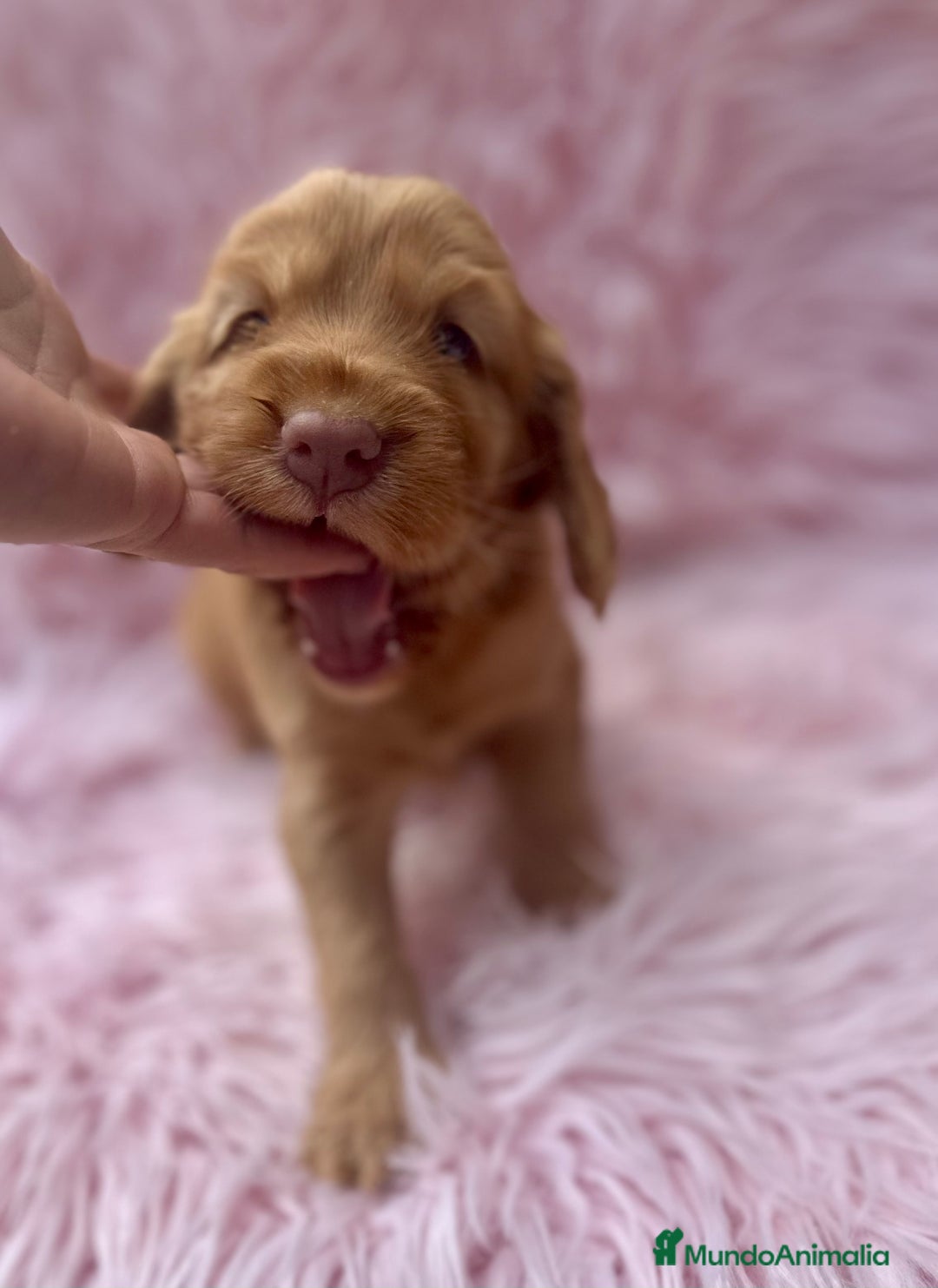 Cocker Spaniel Inglés perros en venta: COCKER SPANIEL INGLÉS HEMBRA - Imagen 3