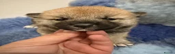 Shiba Inu perros en venta: Excelentes Shiba Inu - Anuncio 2