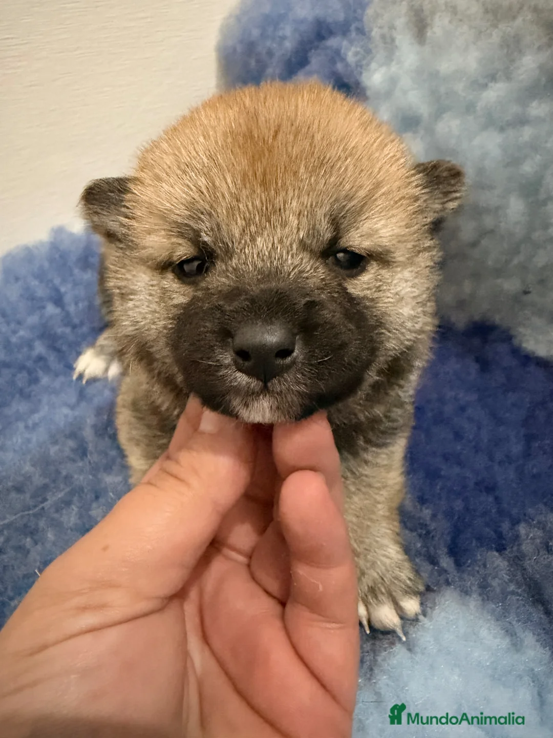Shiba Inu perros en venta: Excelentes Shiba Inu - Anuncio 2
