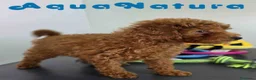 Caniche Toy perros en venta: Caniche Macho 1916 AQUANATURA - Anuncio 6