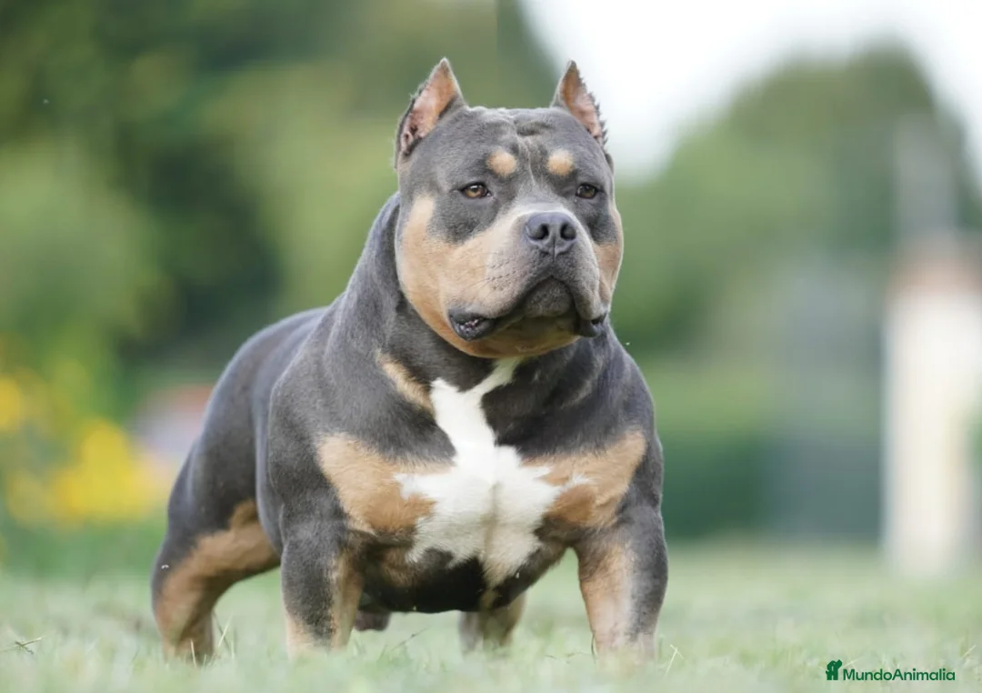 American Bully perros para monta: ABIERTO A MONTAS MACHO DE AMERICAN BULLY POCKET en Cantabria - Anuncio 1