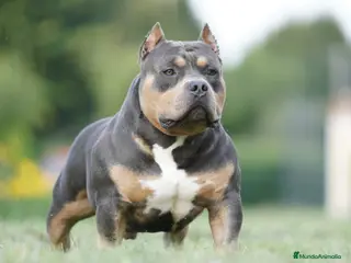 American Bully perros ABIERTO A MONTAS MACHO DE AMERICAN BULLY POCKET en Cantabria - Anuncio 2
