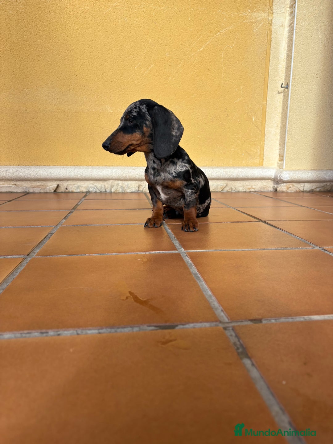 Teckel Miniatura perros en venta: Teckel miniatura macho arlequín Merle plata  - Anuncio 7