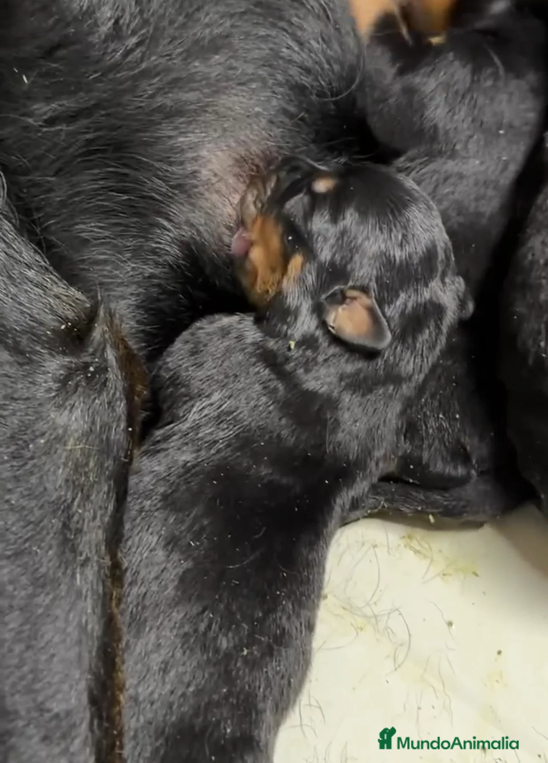 Rottweiler perros en venta: Rottweiler Camada  - Anuncio 2