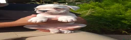 Boxer perros en venta: BOXER BLANCO - Anuncio 4