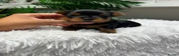 Yorkshire Terrier perros en venta: YORKSHIRE TERRIER - Anuncio 4