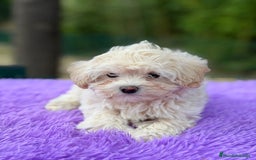 Maltipoo perros en venta: Maltipoo apricot y negro - Anuncio 2