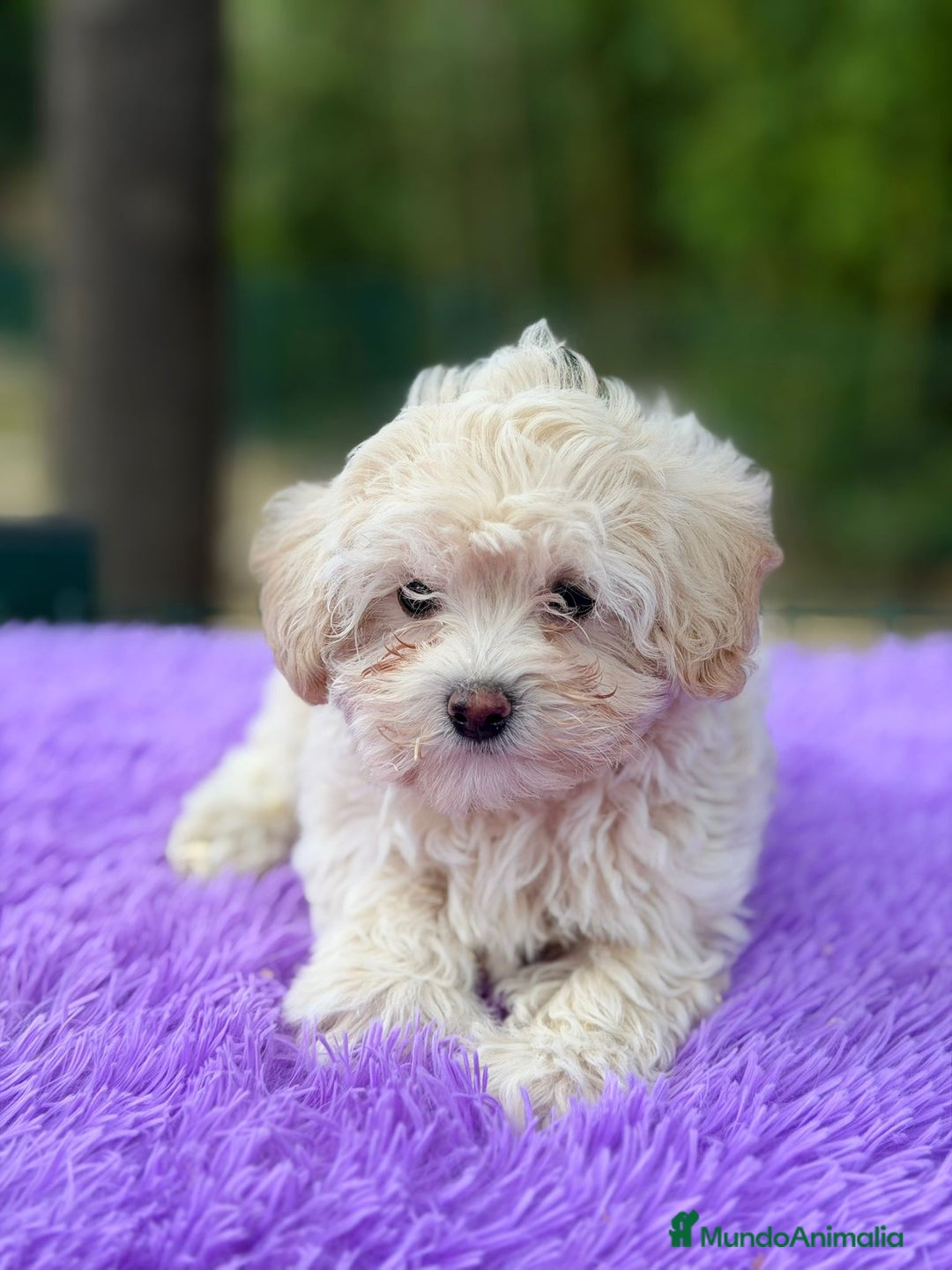 Maltipoo perros en venta: Maltipoo apricot y negro - Anuncio 2