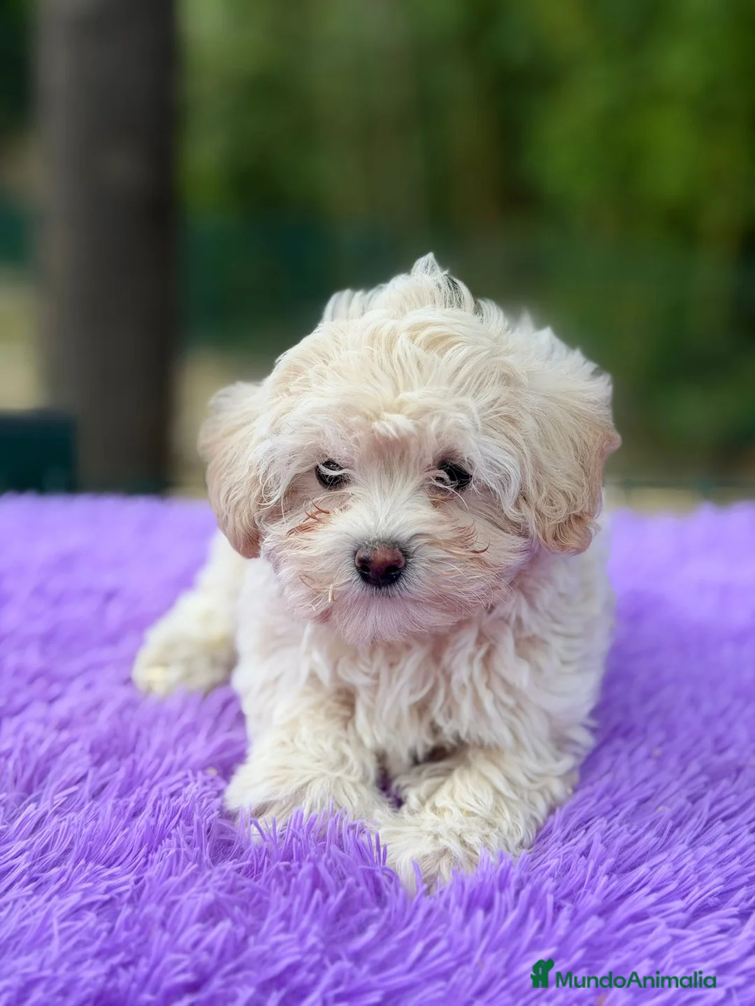 Maltipoo perros en venta: Maltipoo apricot y negro - Anuncio 2