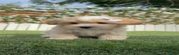 Maltipoo perros en venta: MALTIPOO  - Anuncio 9
