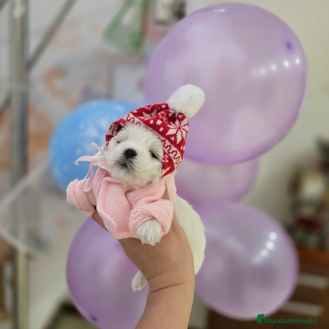 Bichón Maltés perros en venta: Machito Coreano puro Tokio  - Anuncio 3
