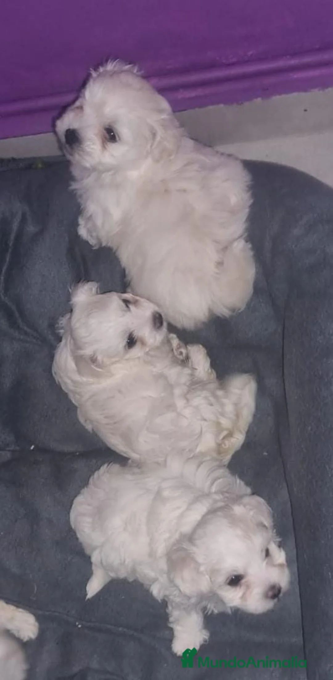 Bichón Maltés perros en venta: Bichón Maltes linea Americana  - Anuncio 2