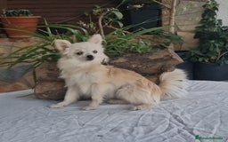 Pomerania perros en venta: Hembra pomerania toy adopción  - Imagen 3