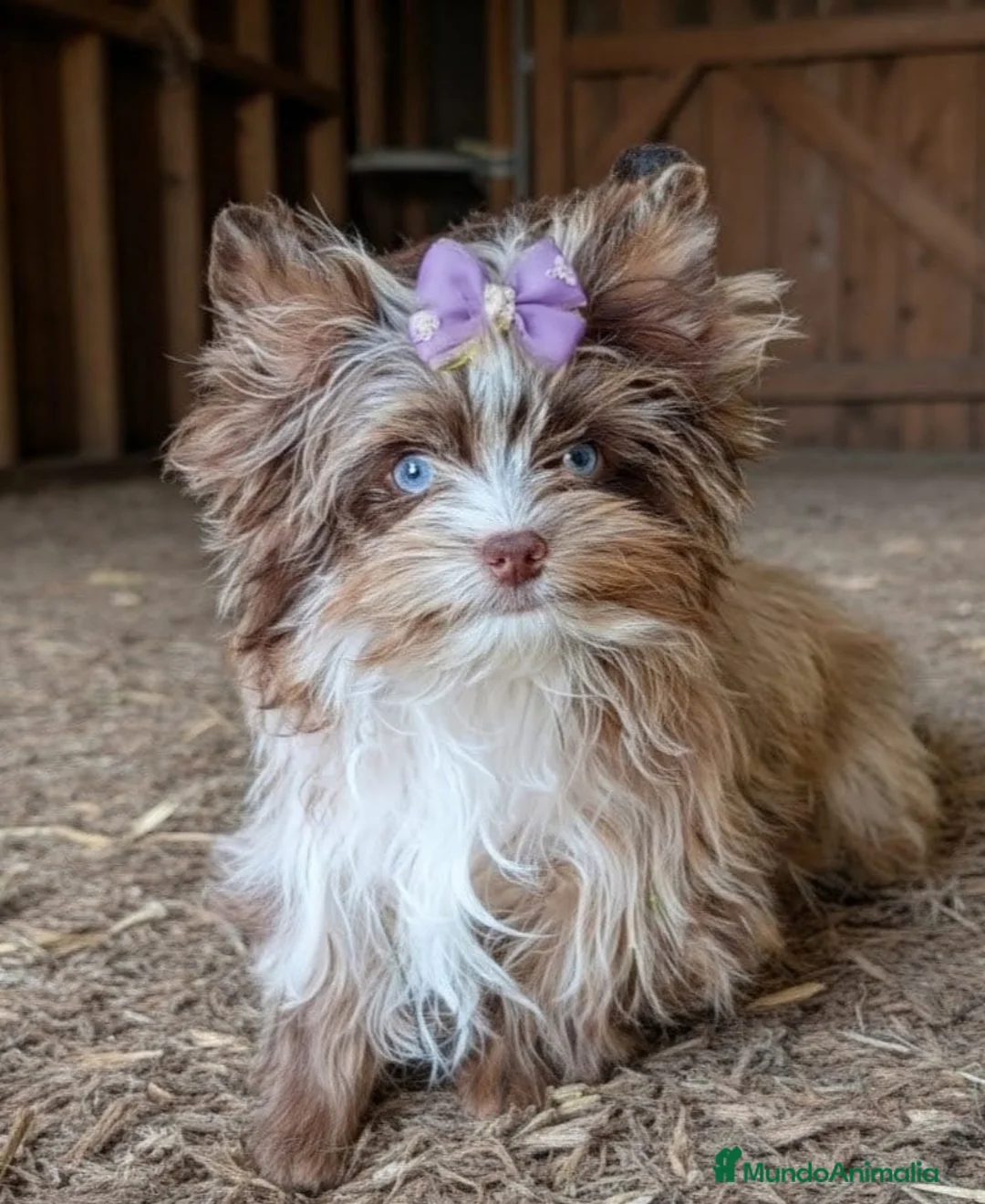 Yorkshire Terrier perros en venta: Hembra Yorkshire Chocomerle  en Castellón - Anuncio 1