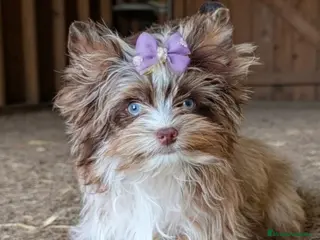 Yorkshire Terrier perros Hembra Yorkshire Chocomerle en Castellón - Anuncio 1