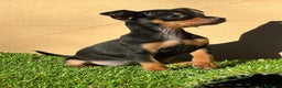 Pinscher Miniatura perros en venta: Pinscher miniatura ! Machos y hembras  en Cáceres - Anuncio 1