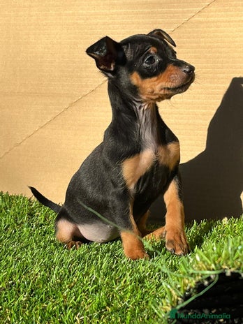 Pinscher Miniatura perros en Cáceres - Anuncio 6
