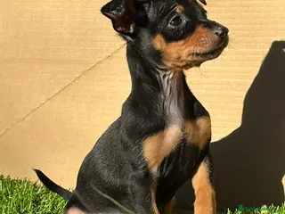 Pinscher Miniatura perros Pinscher miniatura ! Machos y hembras en Cáceres - Anuncio 13